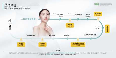 黑色素形成/抑制原理图-采灵感-https://www.cailinggan.com/