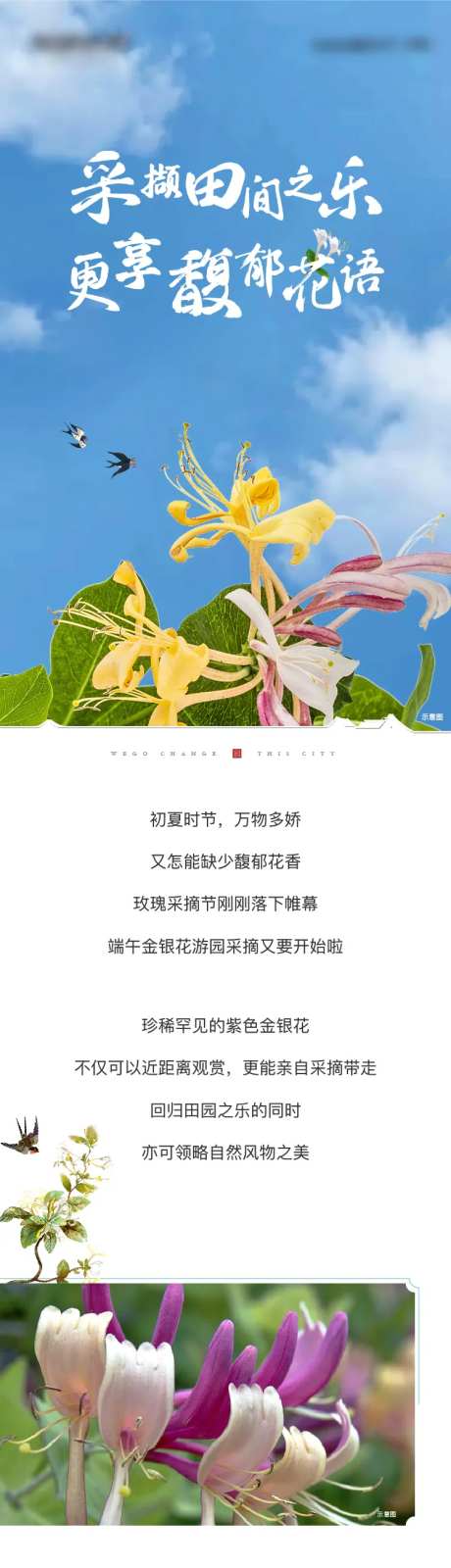 中式小镇金银花活动长图-采灵感-https://www.cailinggan.com/