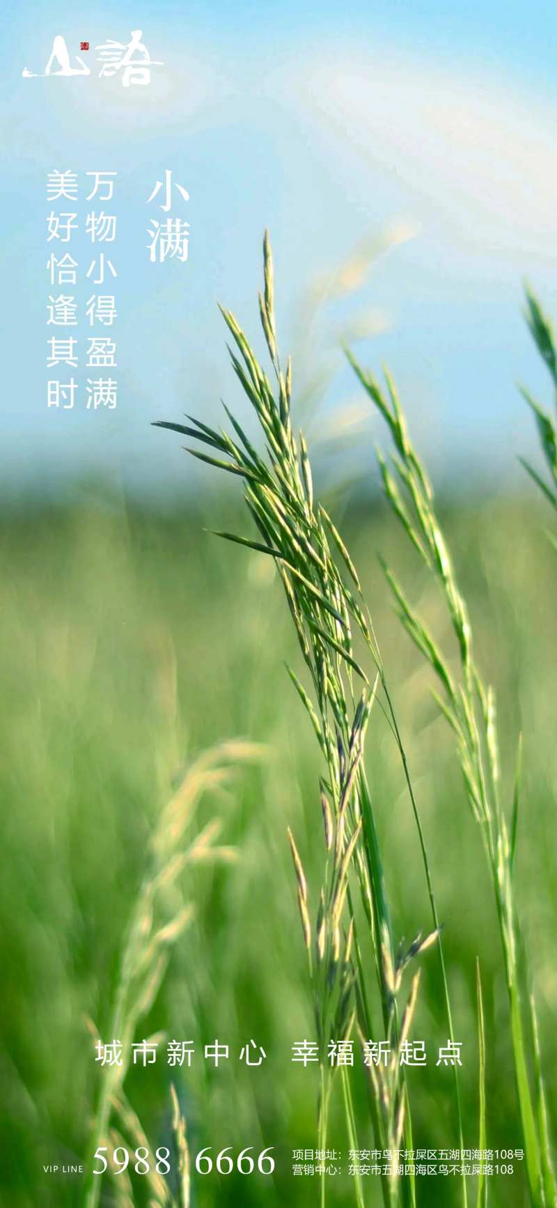 小满节气海报-采灵感-cailinggan.com