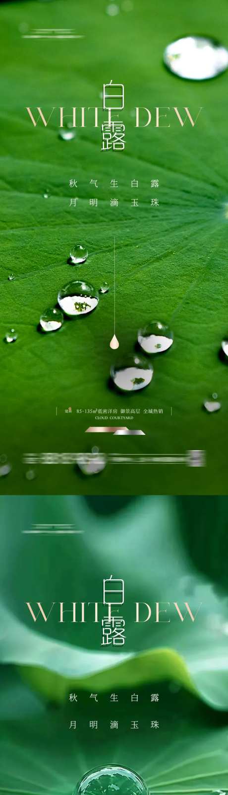 白露节气露珠系列海报-采灵感-https://www.cailinggan.com/