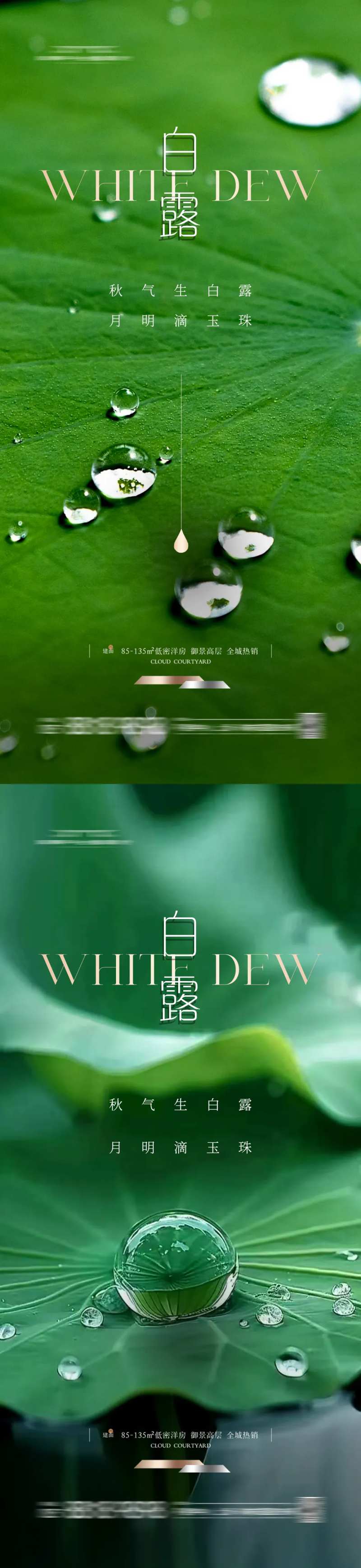 白露节气露珠系列海报-采灵感-cailinggan.com