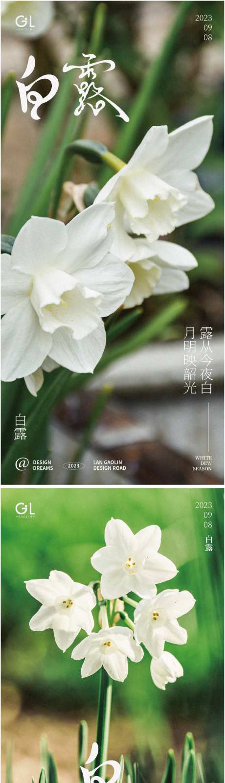 白露水仙花海报-采灵感-https://www.cailinggan.com/