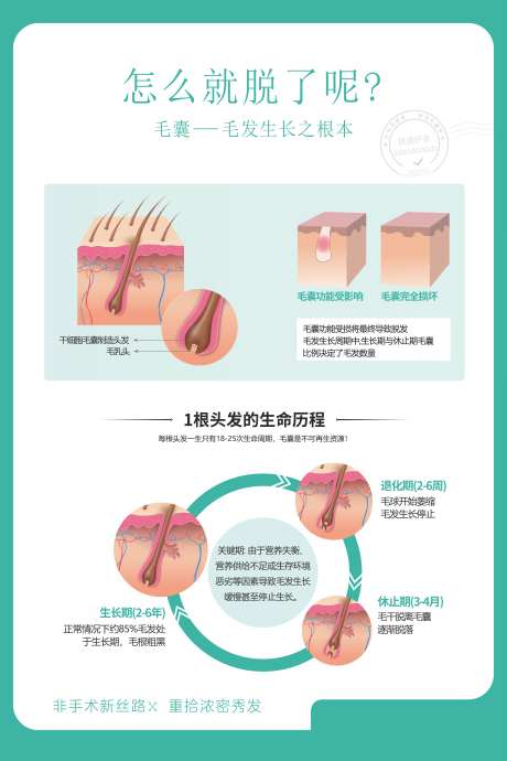 植发毛囊图宣传海报展板-采灵感-https://www.cailinggan.com/