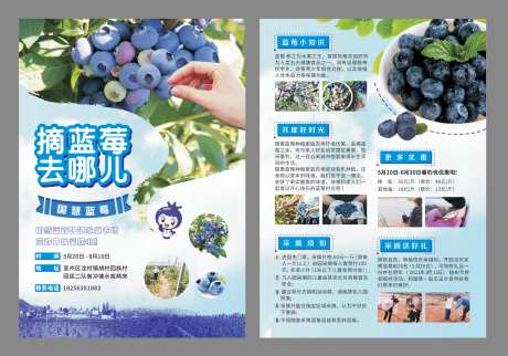 蓝莓采摘宣传DM单广告-采灵感-https://www.cailinggan.com/
