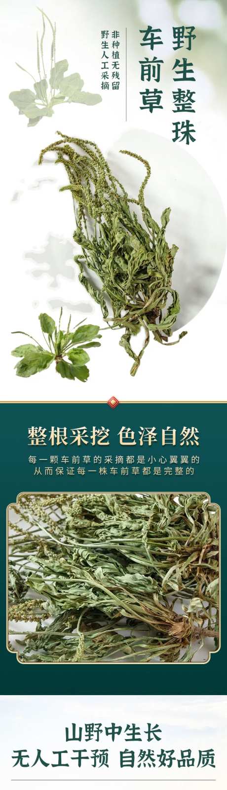 药材电商详情页-采灵感-https://www.cailinggan.com/