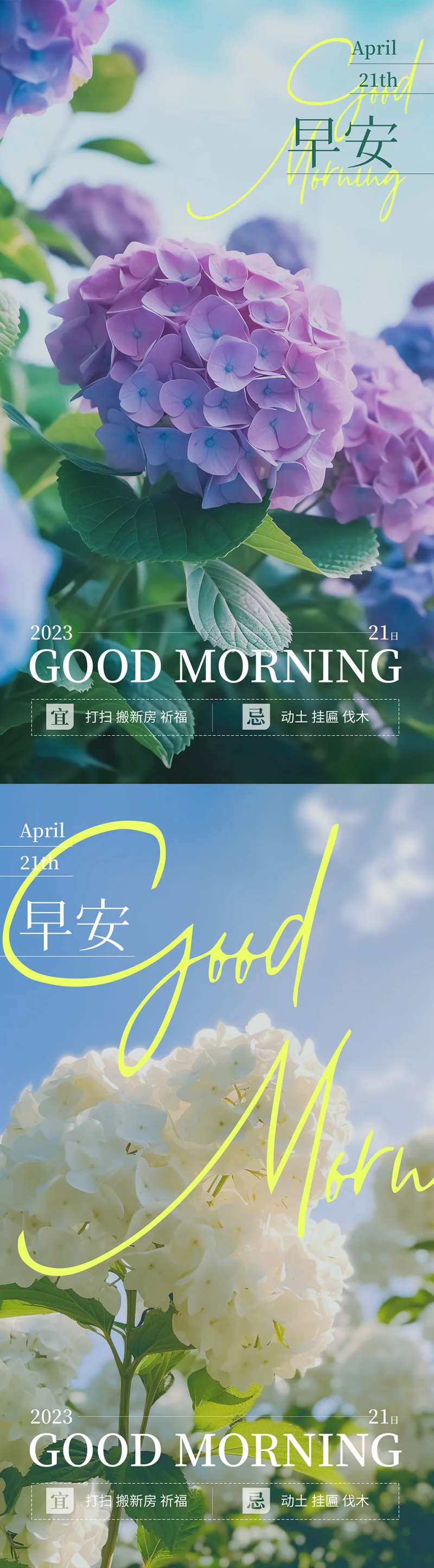 早安绣球花摄影海报-采灵感-cailinggan.com