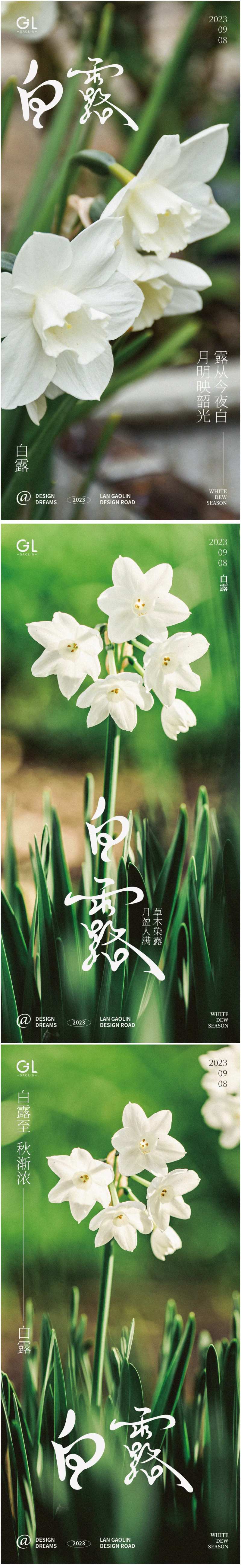 白露水仙花海报-采灵感-cailinggan.com