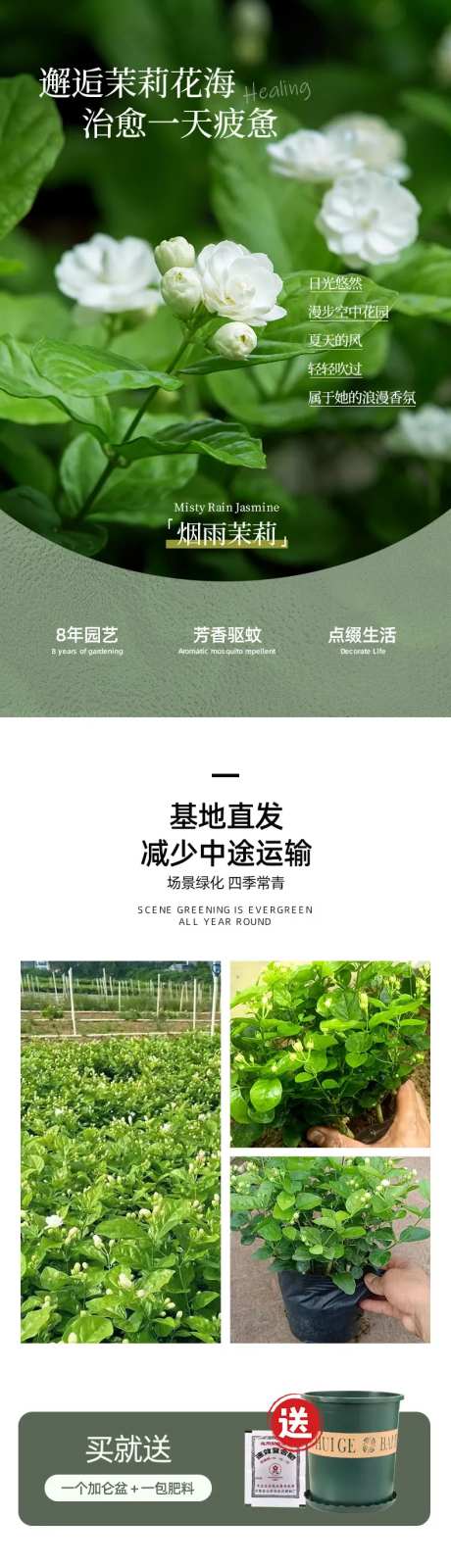 茉莉花苗详情页-采灵感-https://www.cailinggan.com/