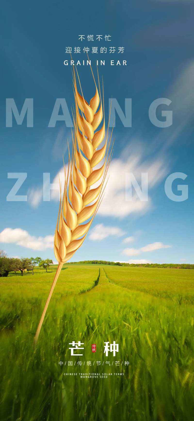 芒种初夏节气海报-采灵感-cailinggan.com