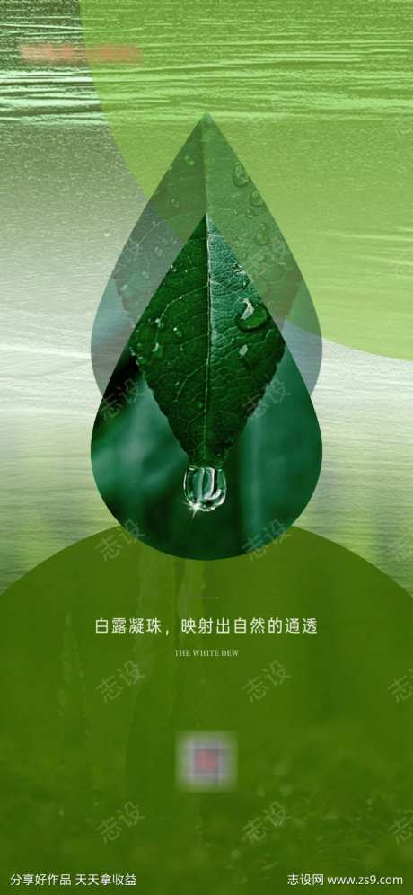 水滴元素白露节气海报-采灵感-cailinggan.com