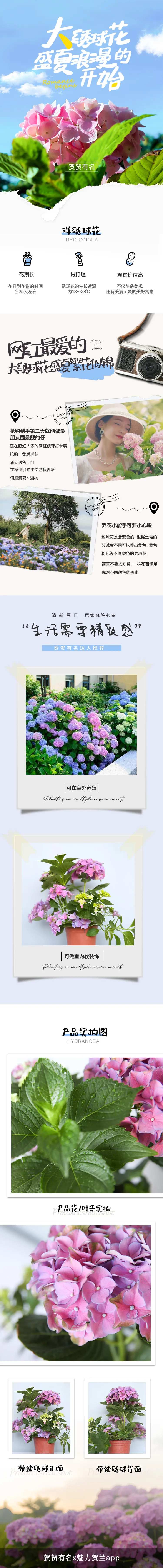 绣球花花卉详情页-采灵感-cailinggan.com