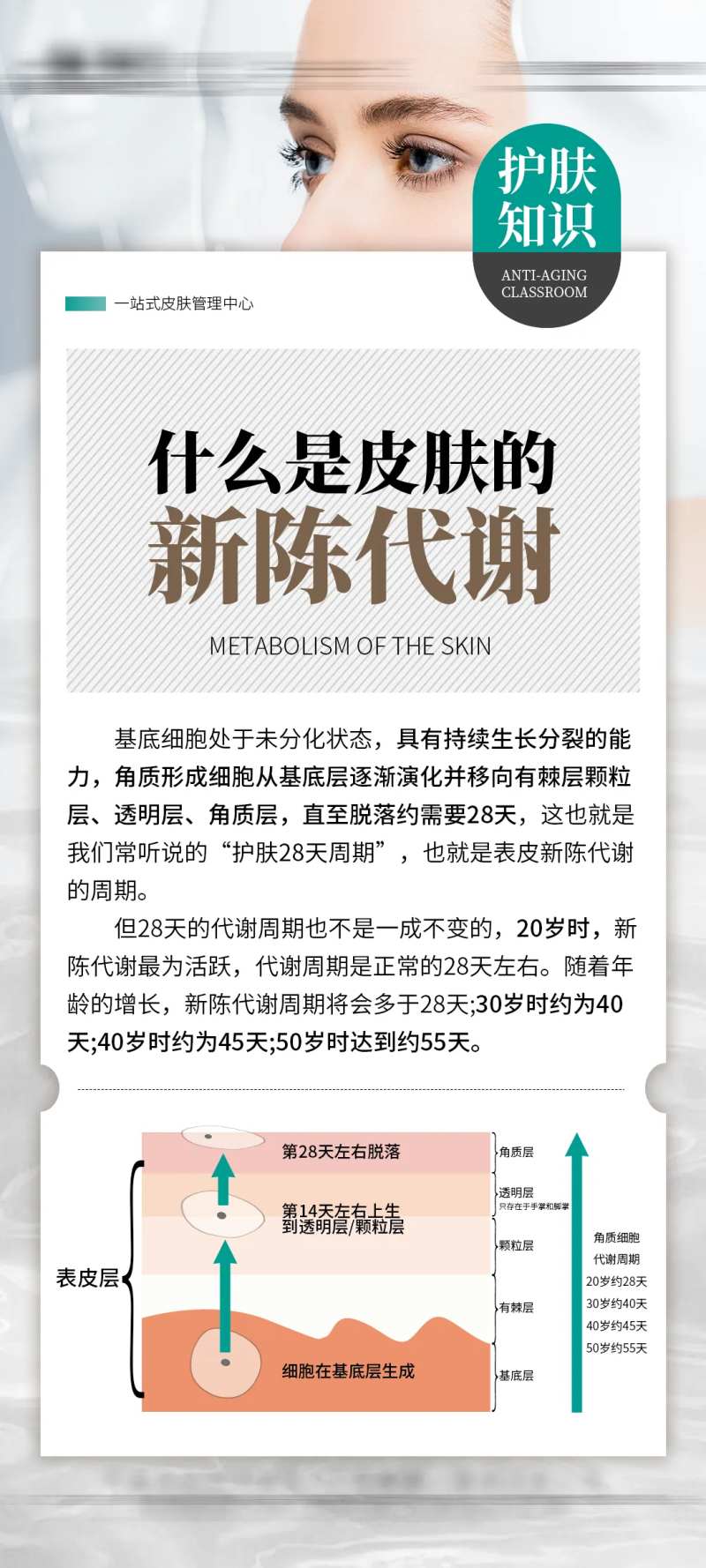 皮肤的新陈代谢海报-采灵感-cailinggan.com