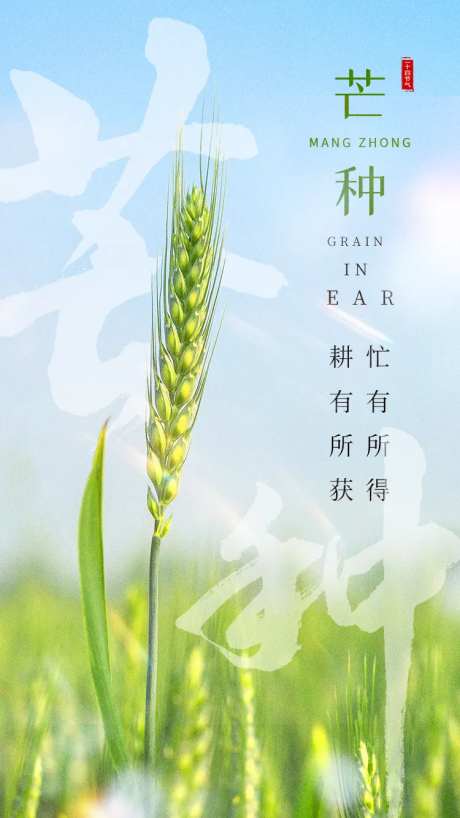 芒种节气海报-采灵感-cailinggan.com