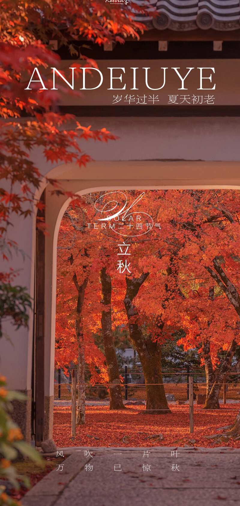 立秋节气枫叶海报-采灵感-cailinggan.com