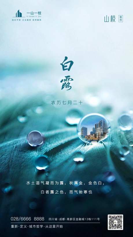 白露节气移动端海报-采灵感-https://www.cailinggan.com/