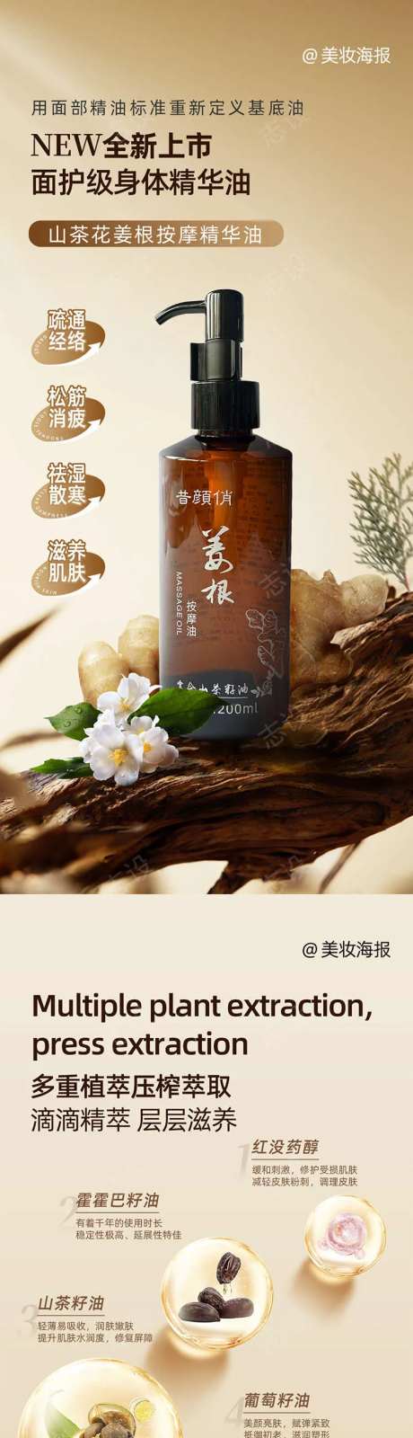 山茶花姜根按摩油海报-采灵感-https://www.cailinggan.com/