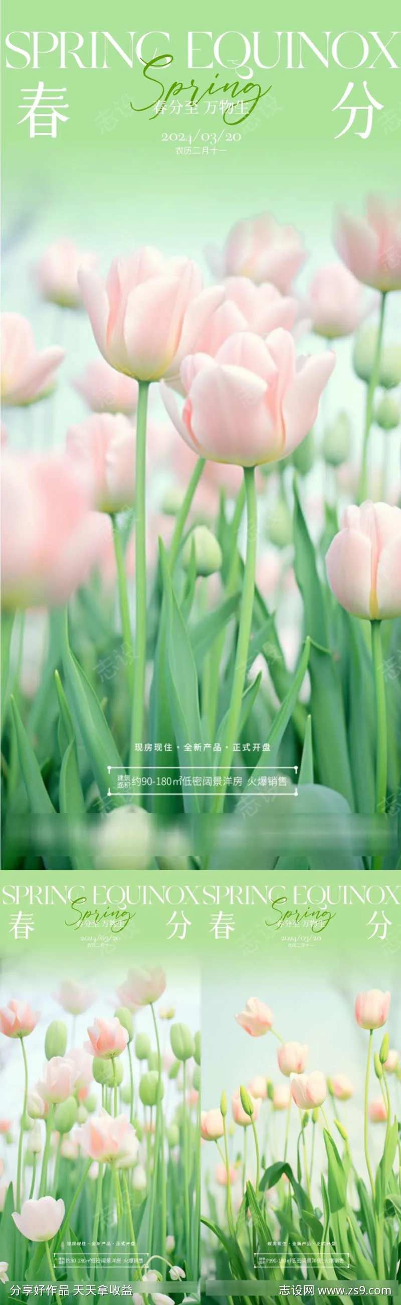 春分郁金香花卉系列海报-采灵感-cailinggan.com