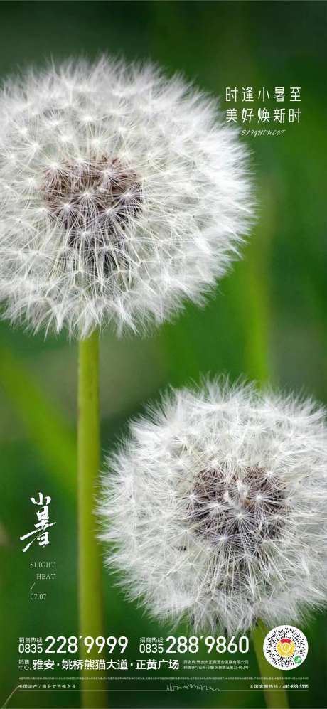 小暑蒲公英节气移动端移动端-采灵感-https://www.cailinggan.com/