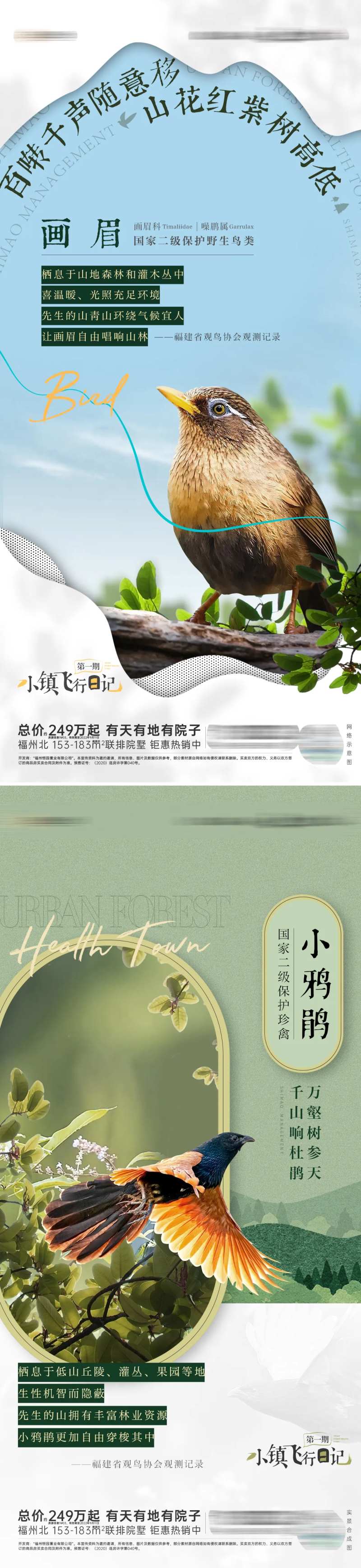 鸟类观测科普海报-采灵感-cailinggan.com
