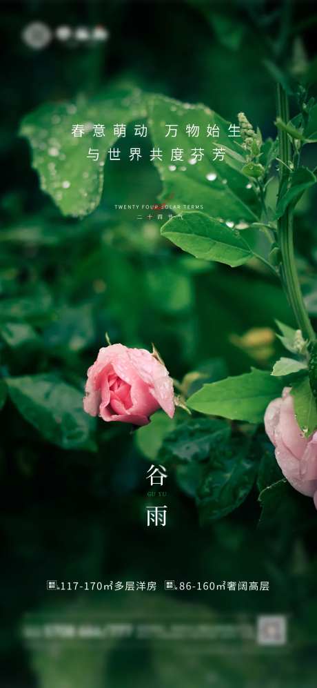 地产  牡丹  谷雨 露珠-采灵感-https://www.cailinggan.com/