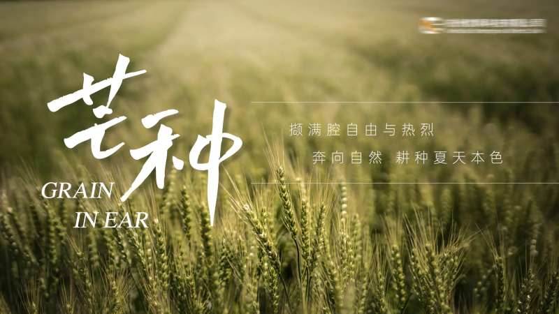 二十四节气芒种海报-采灵感-cailinggan.com