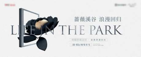 玫瑰花蔷薇质感主画面-采灵感-https://www.cailinggan.com/