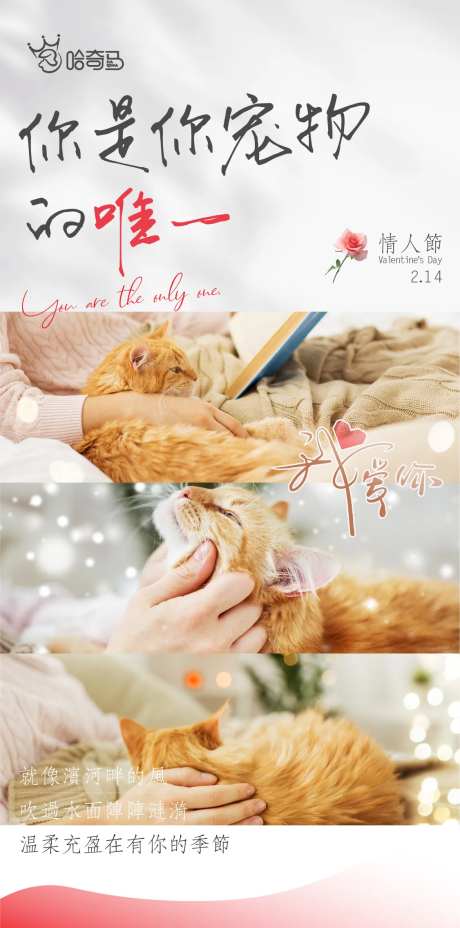 宠物情人节海报-采灵感-https://www.cailinggan.com/