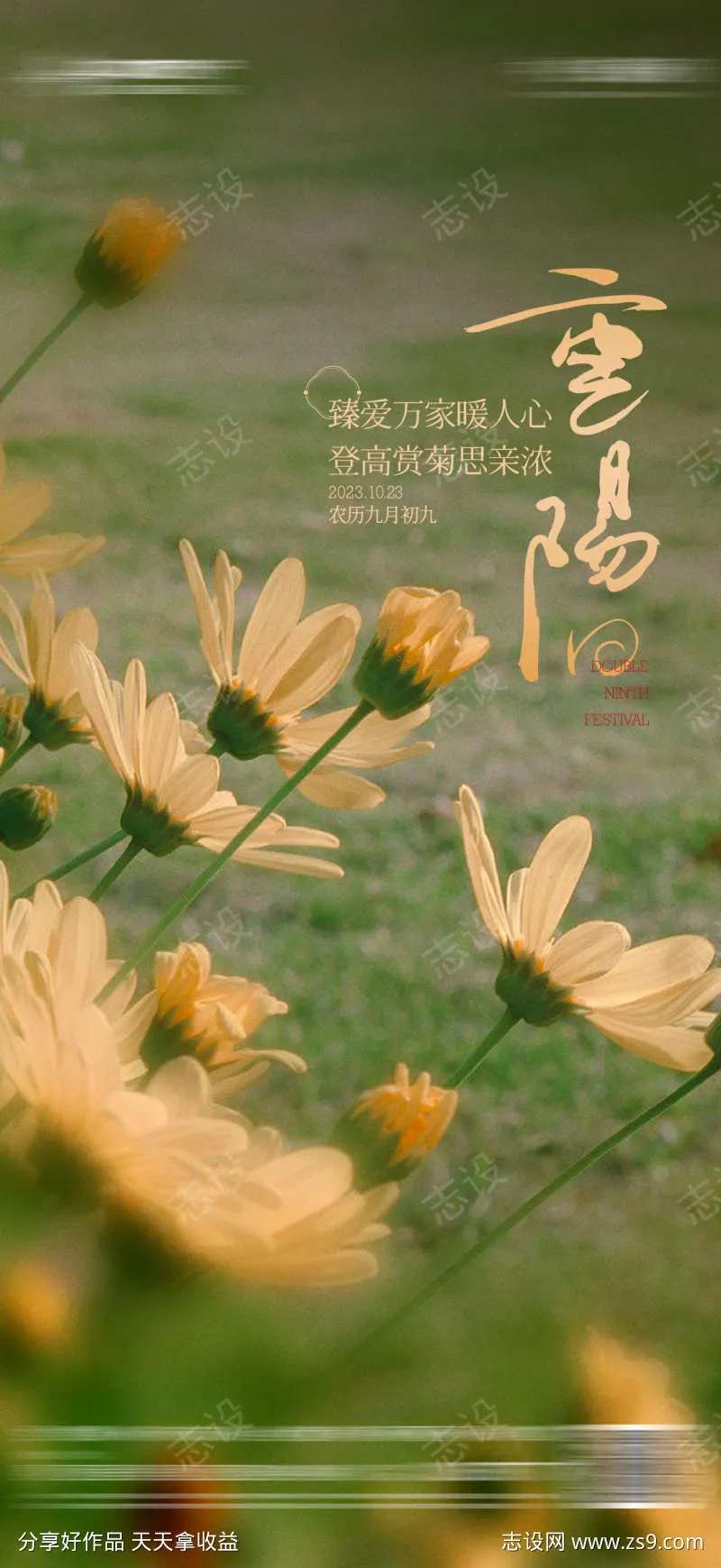 地产重阳敬老菊花清新海报-采灵感-cailinggan.com