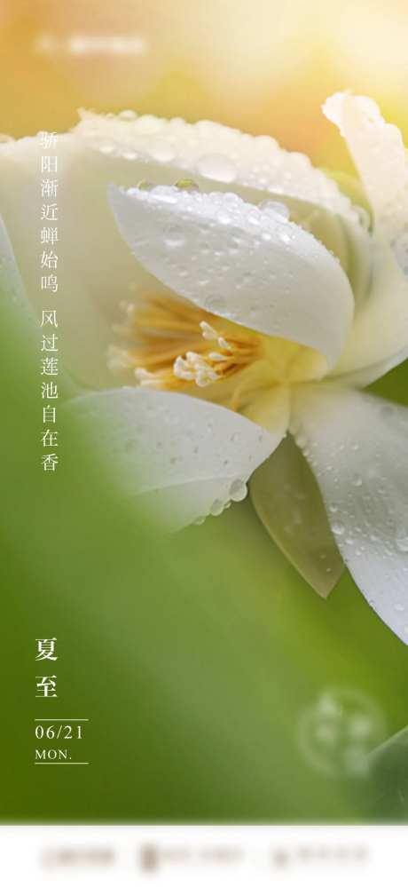 地产夏至唯美花朵睡莲节气微单-采灵感-https://www.cailinggan.com/