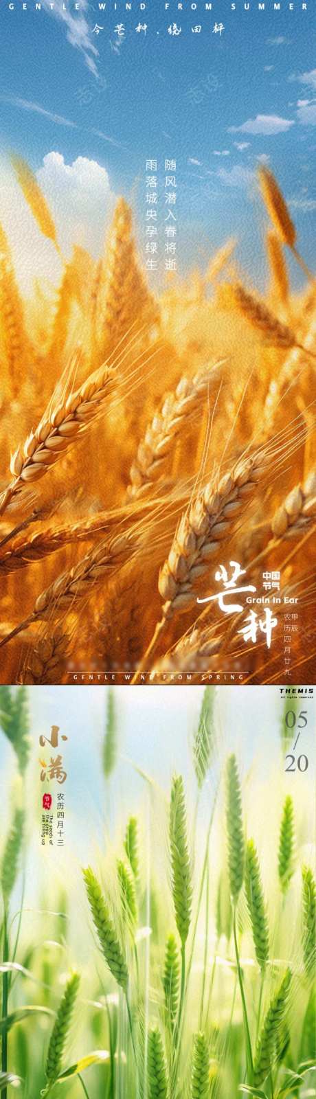 小满芒种金色麦田-采灵感-https://www.cailinggan.com/