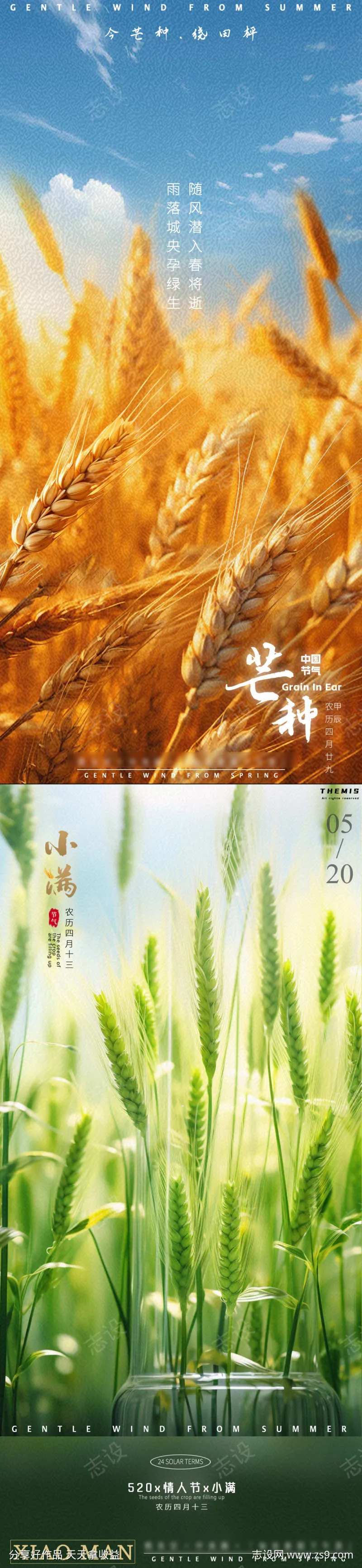 小满芒种金色麦田-采灵感-cailinggan.com