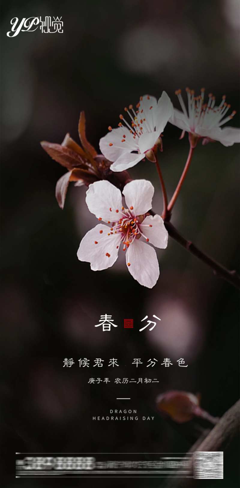 地产春分海报-采灵感-cailinggan.com
