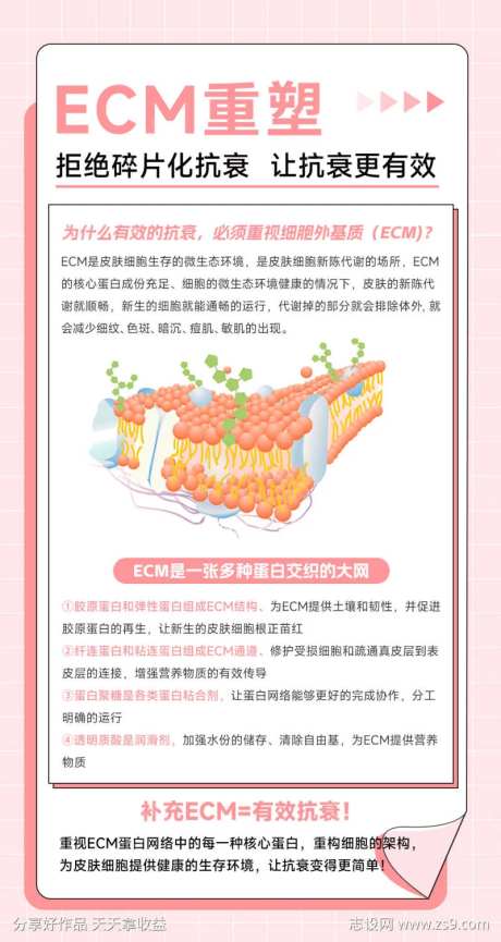 ECM是一张多种蛋白交织的大网-采灵感-https://www.cailinggan.com/
