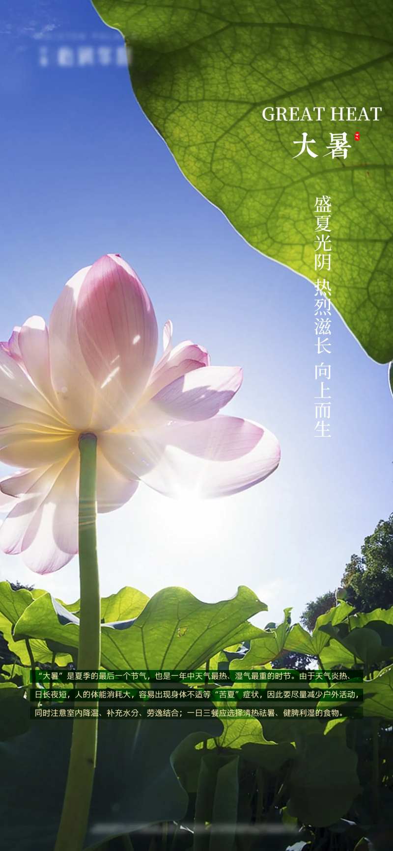 大暑节气海报-采灵感-cailinggan.com