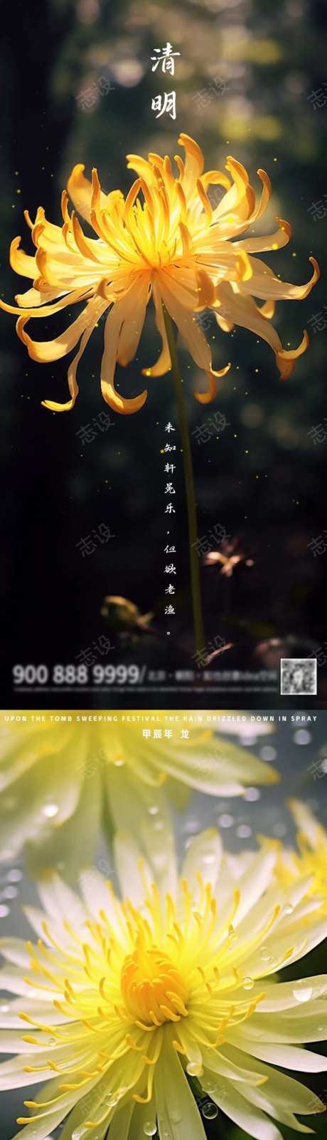 清明菊花摄影图版-采灵感-https://www.cailinggan.com/