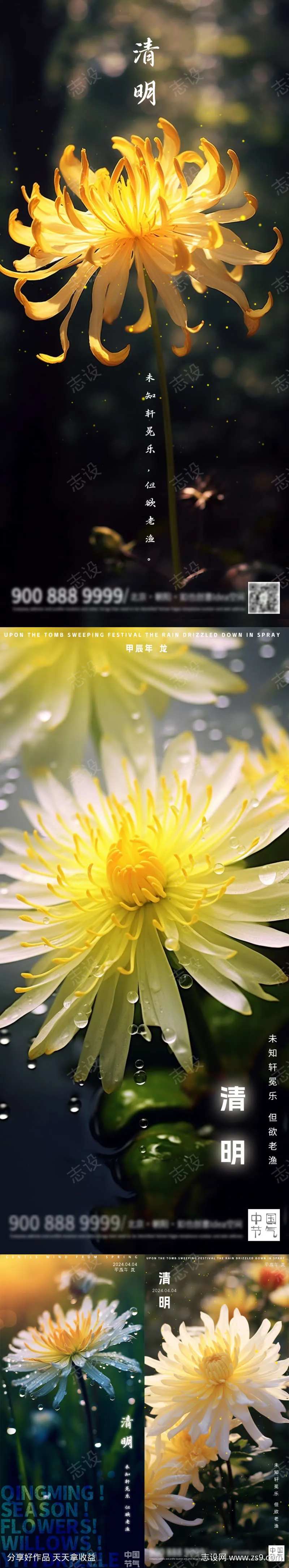 清明菊花摄影图版-采灵感-cailinggan.com