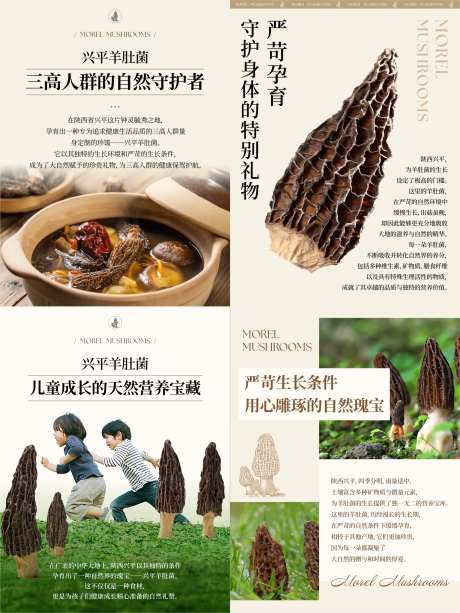 羊肚菌系列海报-采灵感-https://www.cailinggan.com/