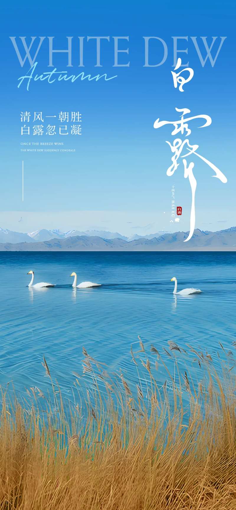 中国传统节气二十四节气白露海报-采灵感-cailinggan.com