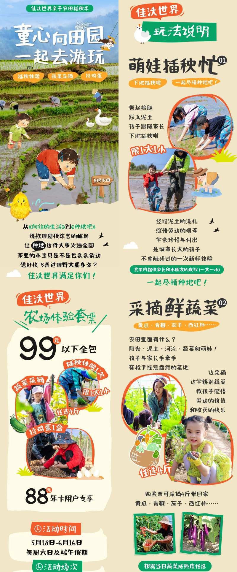 农业研学水稻插秧长图-采灵感-cailinggan.com