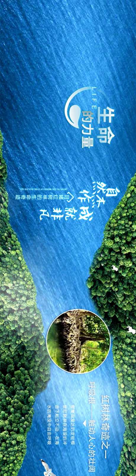 红树林的生命奇迹湖景长图-采灵感-https://www.cailinggan.com/