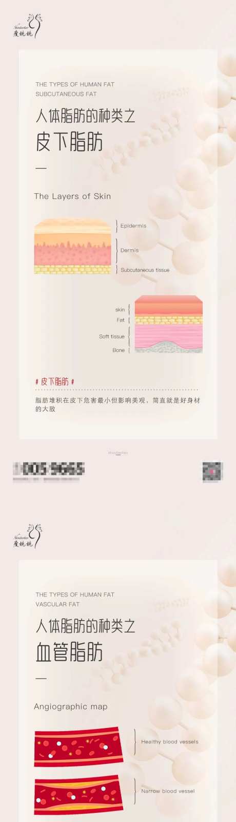 人体脂肪介绍海报-采灵感-https://www.cailinggan.com/