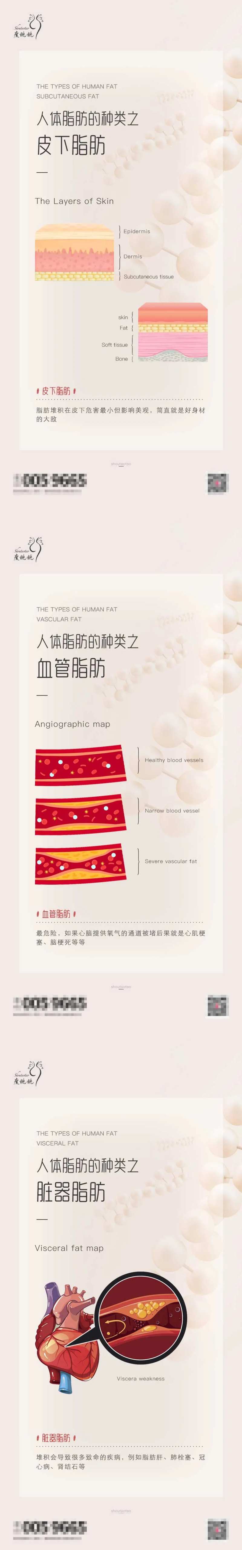 人体脂肪介绍海报-采灵感-cailinggan.com