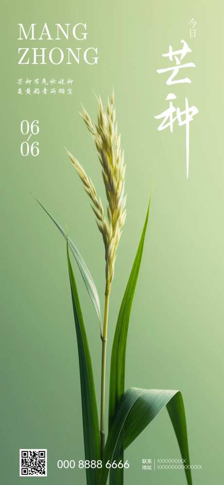 芒种节气海报-采灵感-cailinggan.com