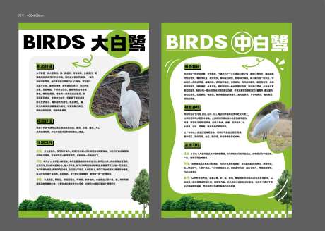 白鹭介绍展板  -采灵感-https://www.cailinggan.com/