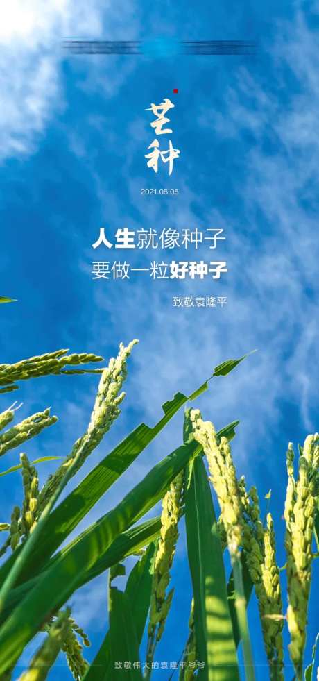 芒种致敬袁隆平-采灵感-https://www.cailinggan.com/