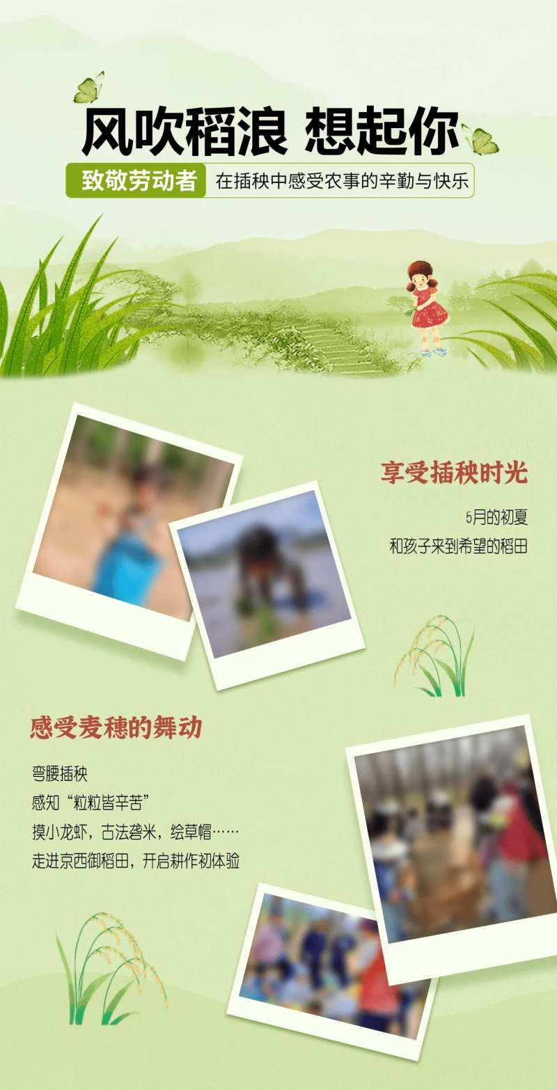 农耕体验亲子插秧活动插画-采灵感-cailinggan.com