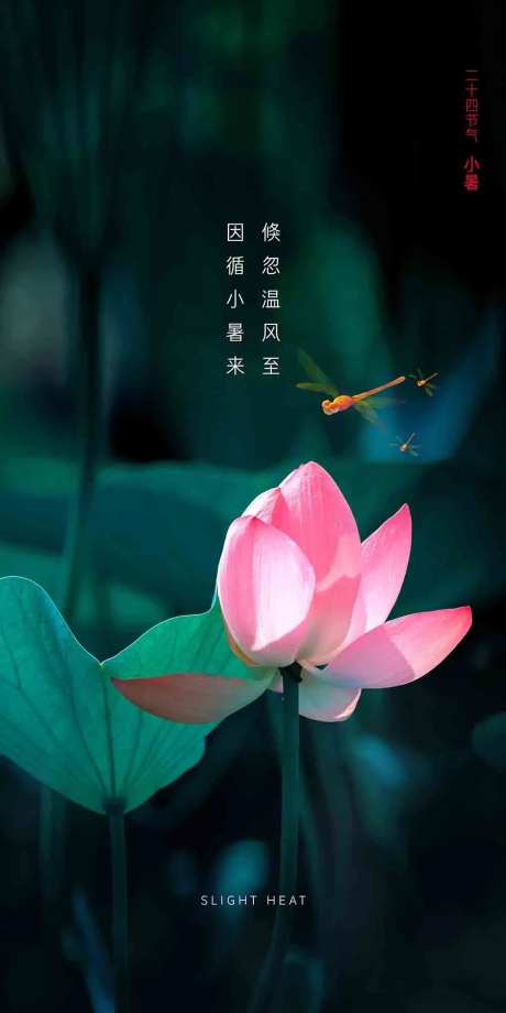 小暑节气移动端海报-采灵感-https://www.cailinggan.com/