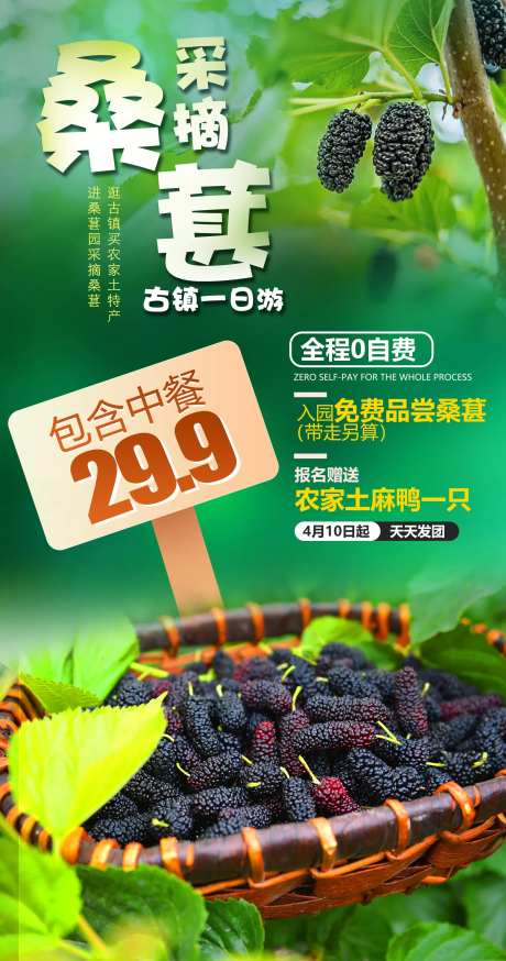 采摘桑葚海报-采灵感-https://www.cailinggan.com/