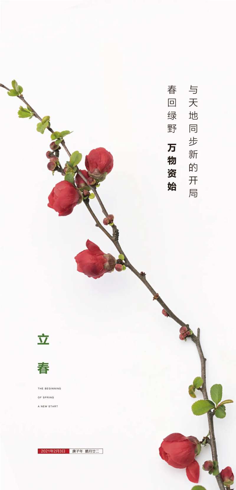 立春 花苞-采灵感-cailinggan.com