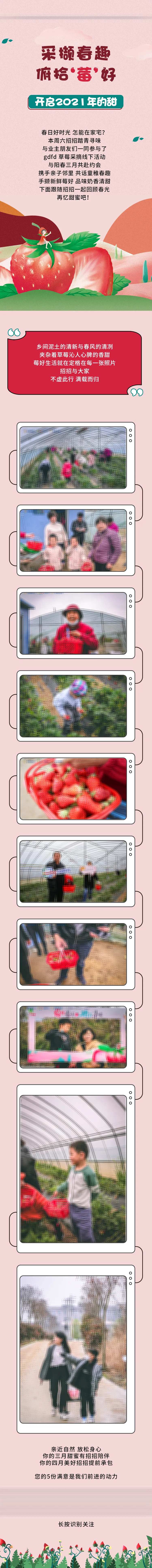 俯拾美好草莓采摘长图-采灵感-cailinggan.com
